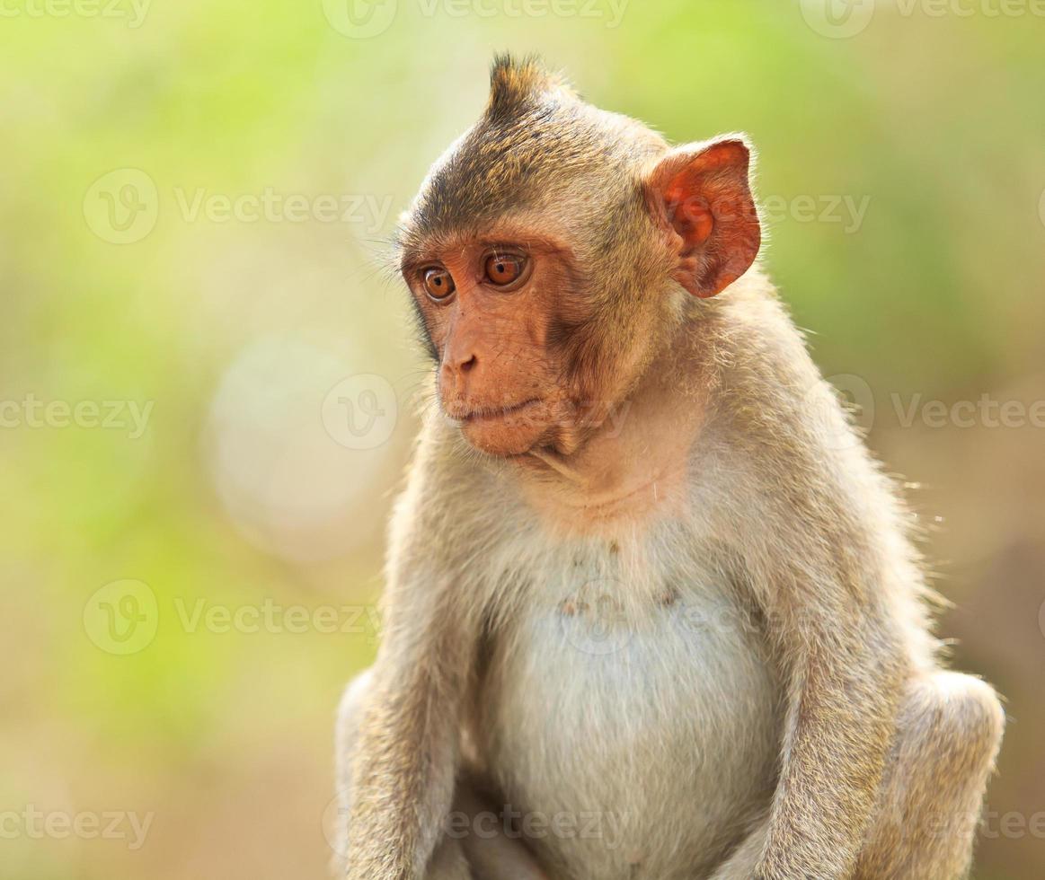 Monkey in thailand photo
