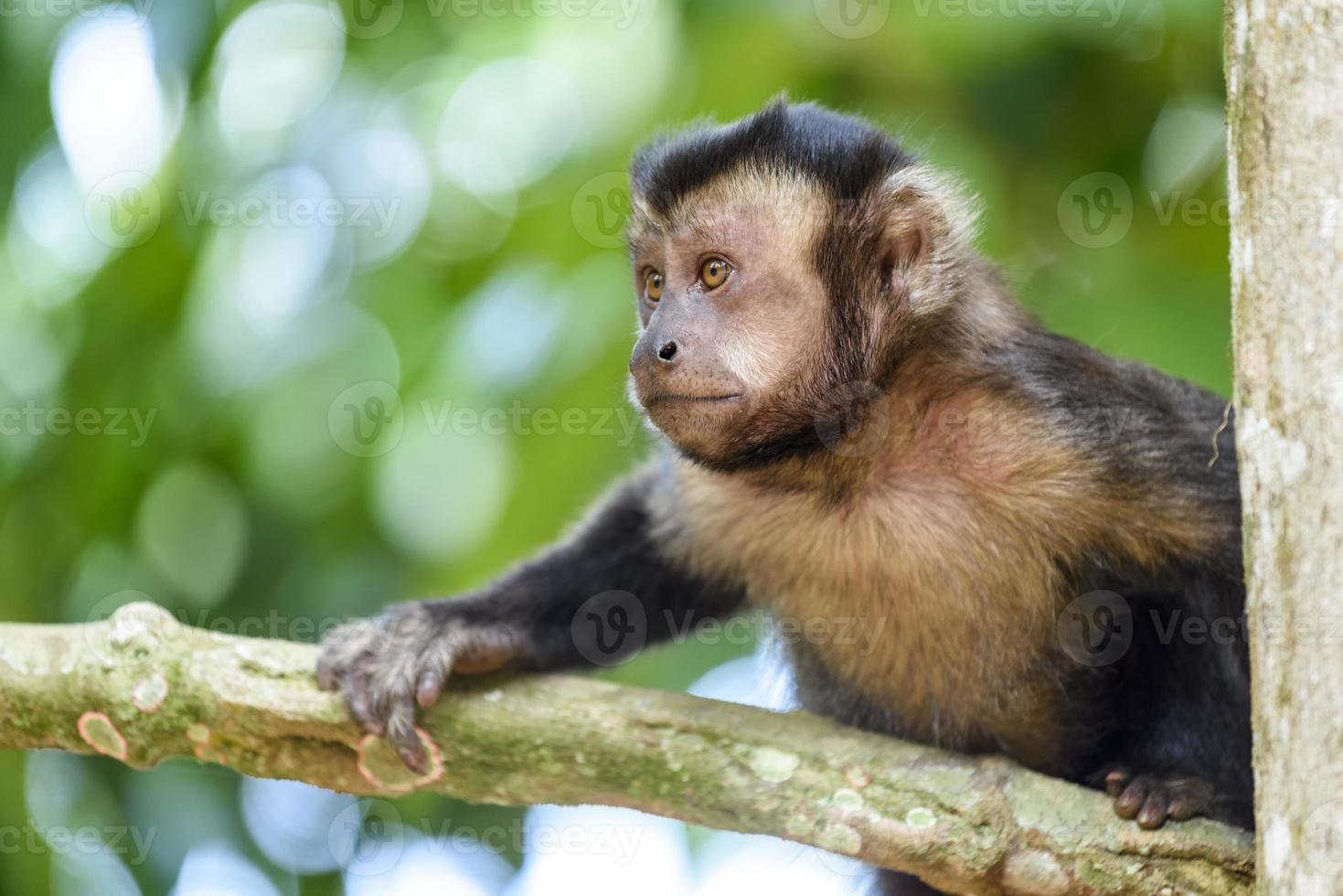 Macaco Prego 844965 Stock Photo at Vecteezy