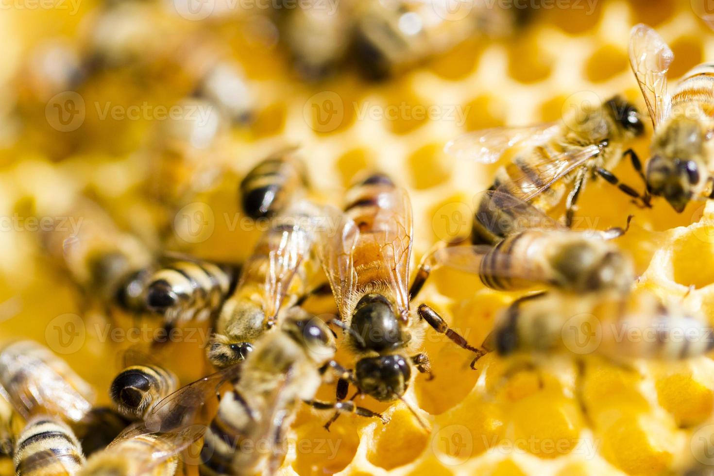 apicultura foto