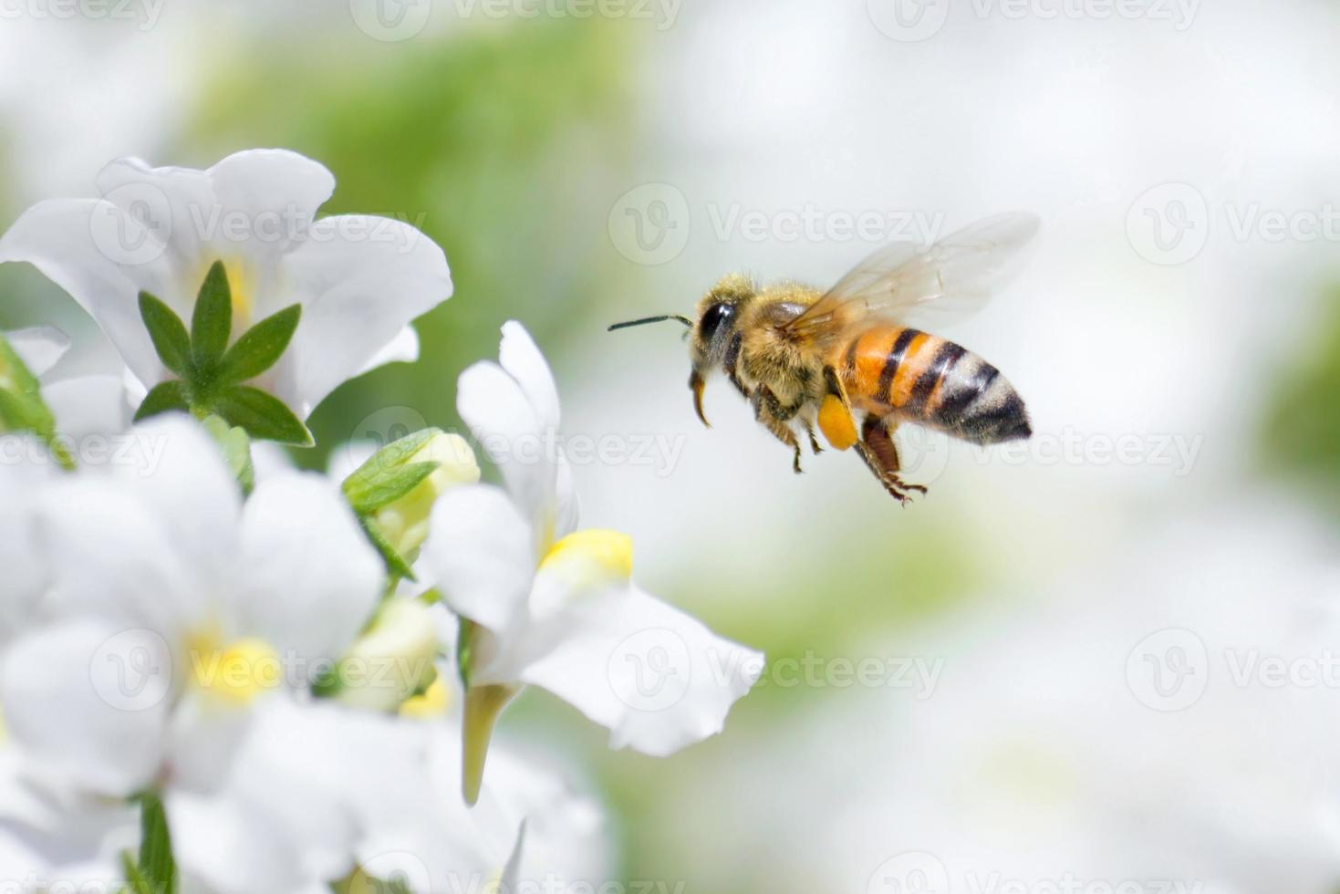 Honeybee photo
