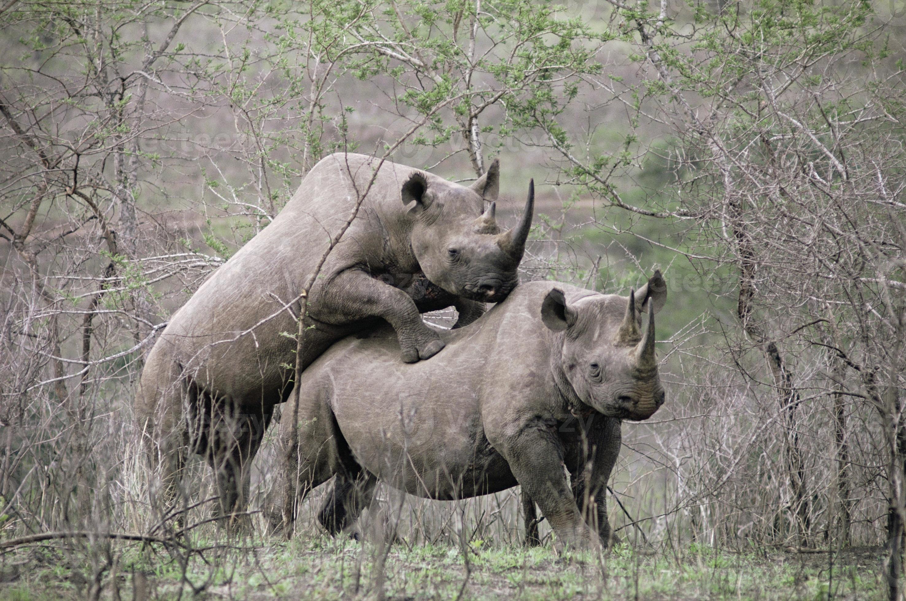 Two rhinos mating Pro Photo.