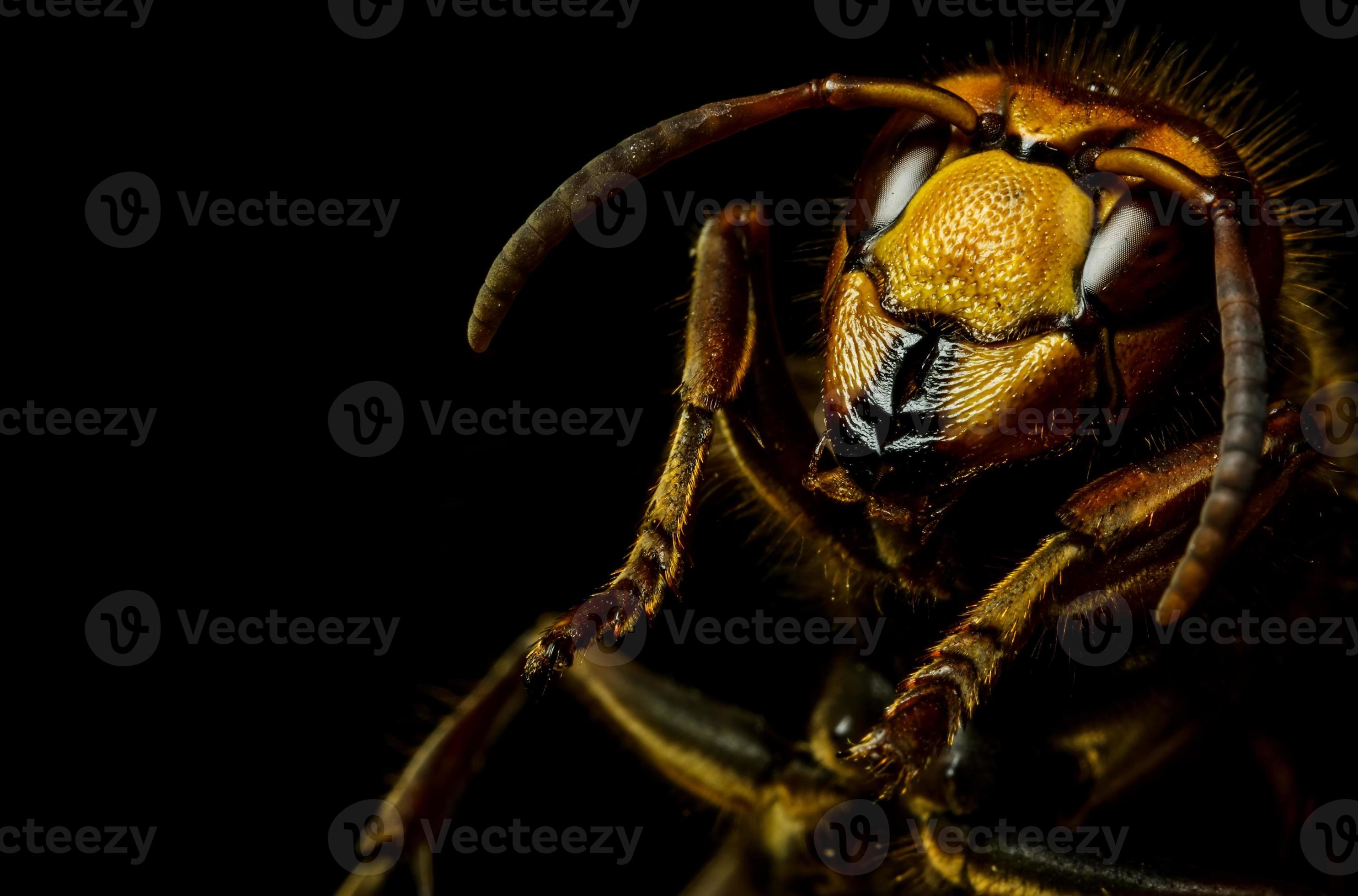 Hornet head 845323 Stock Photo at Vecteezy