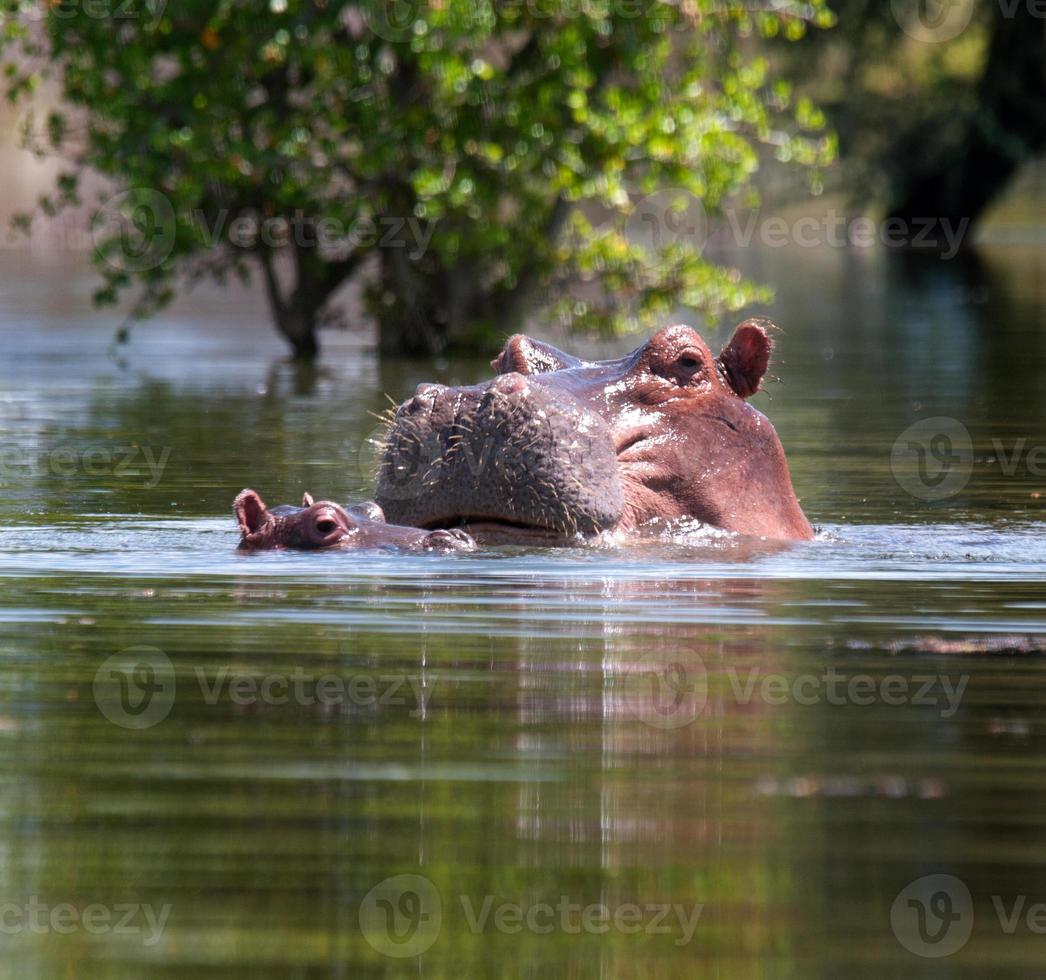 Hippopotamus  at lake photo