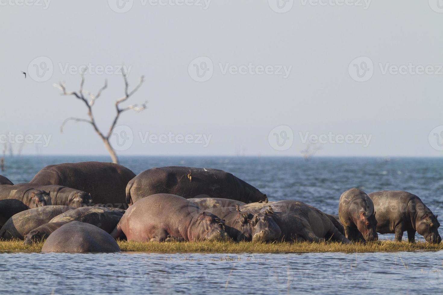 Hippopotamus pod sunbathing photo