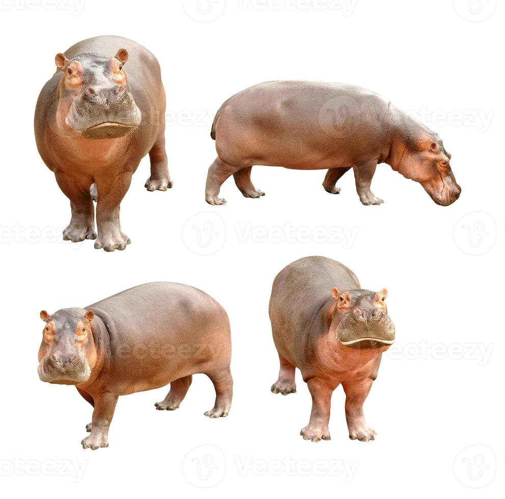 hippopotamus photo