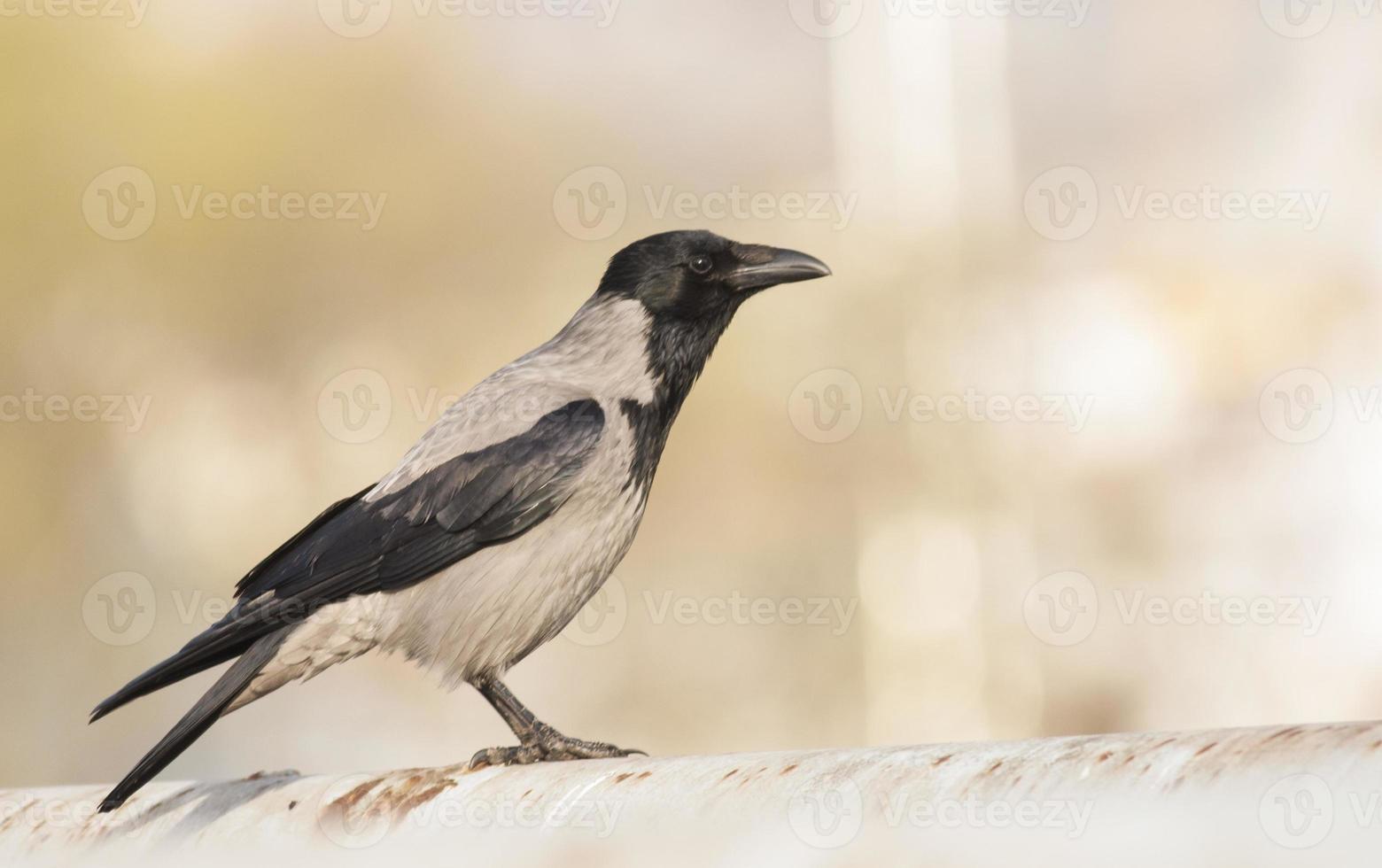 Hooded crow photo