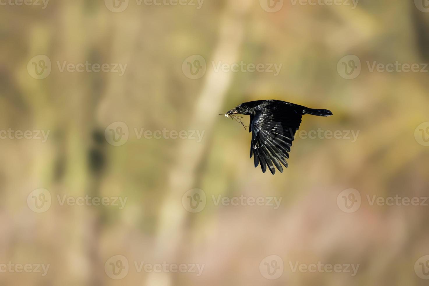 Crow, Corvus corone, flying with nesting material in its beak photo