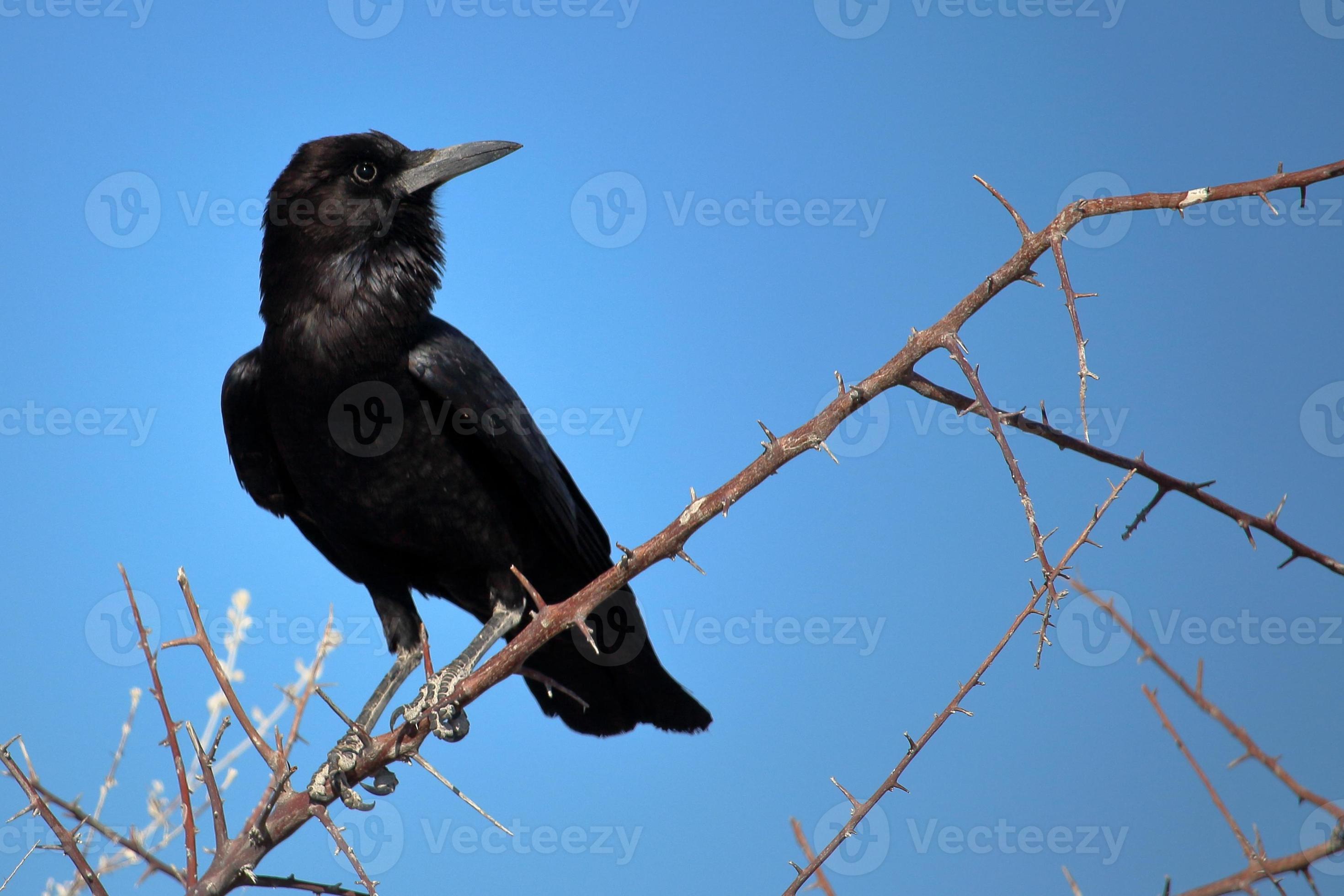Crow in Etosha, Namibia photo