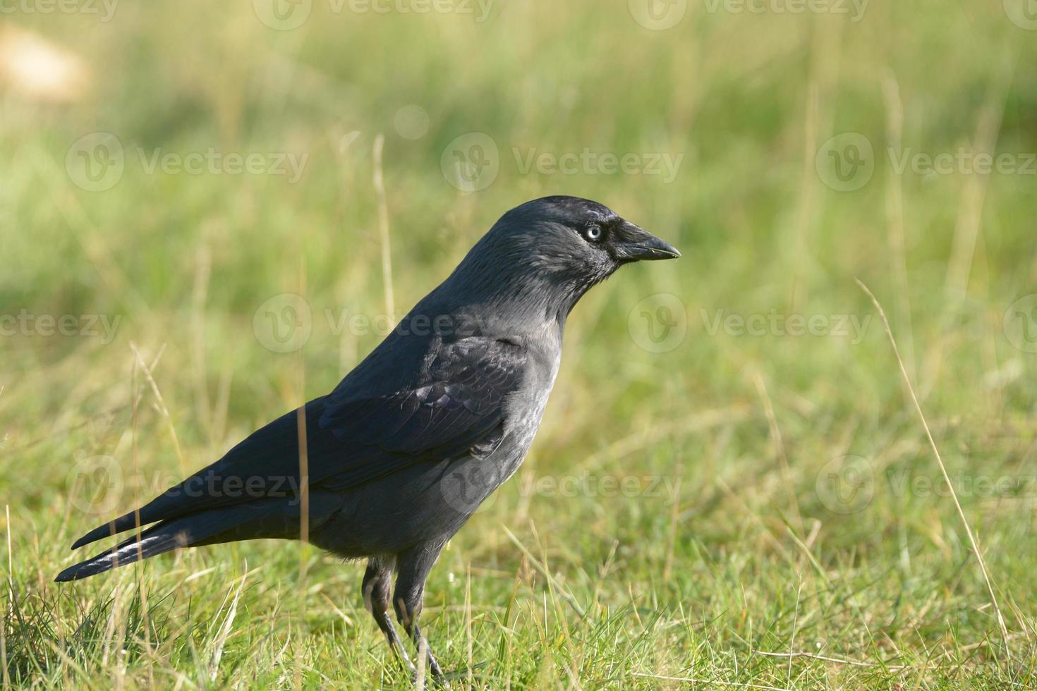 Jackdaw,  Corvus monedula photo