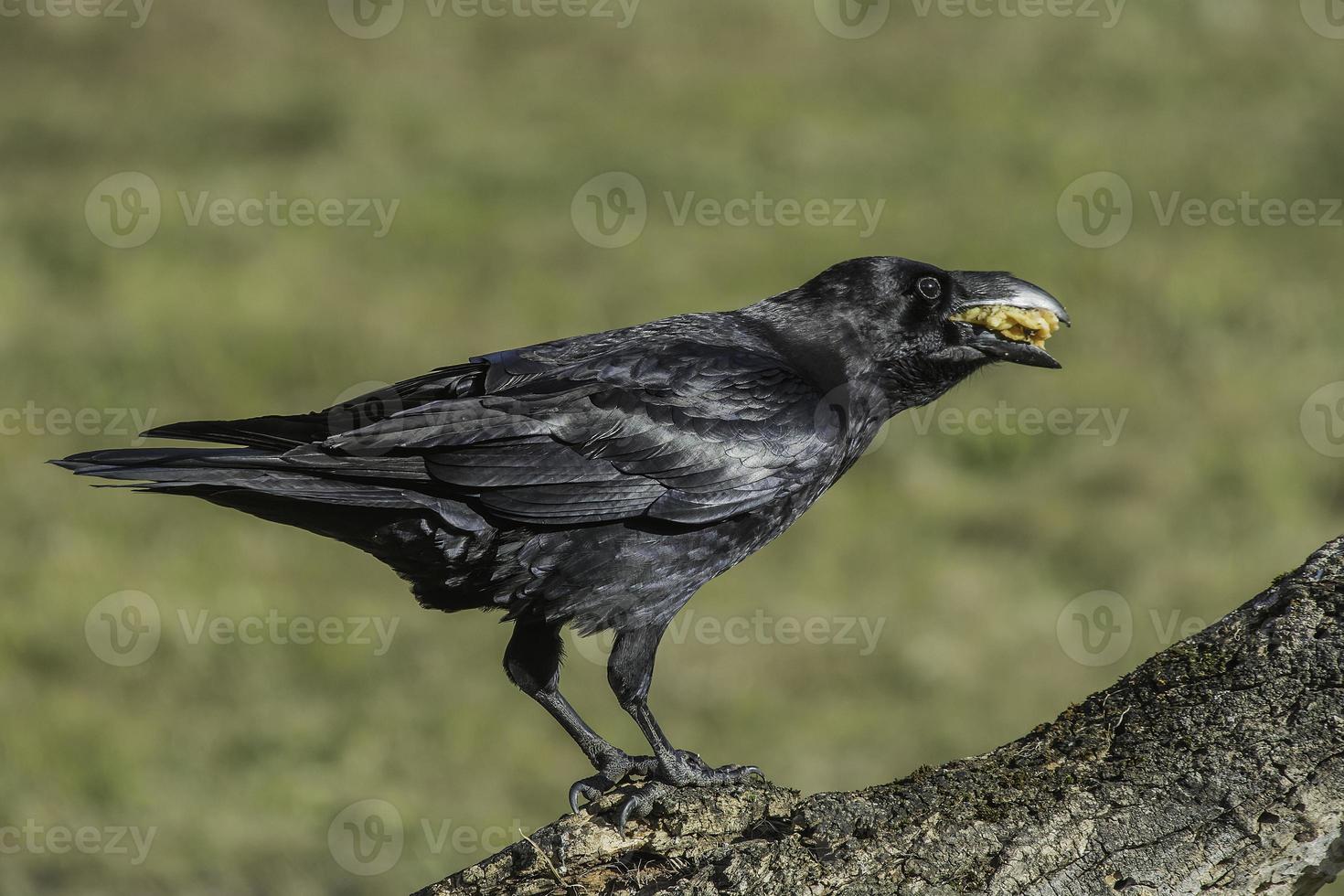 Corvus corax photo