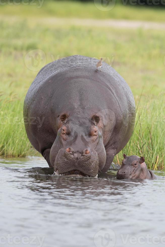hipopótamo con ternero foto