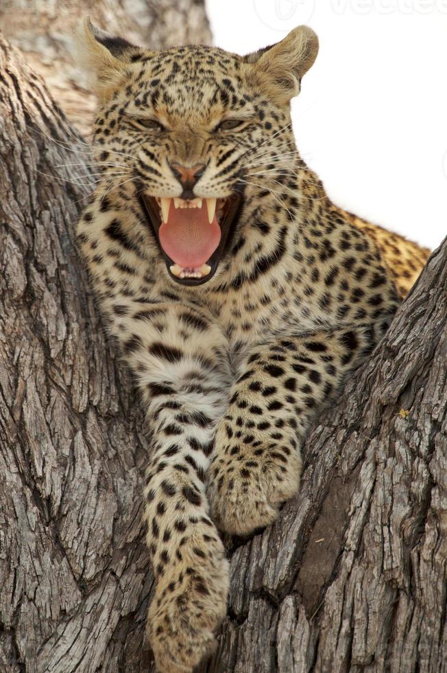 leopardo rugiente foto