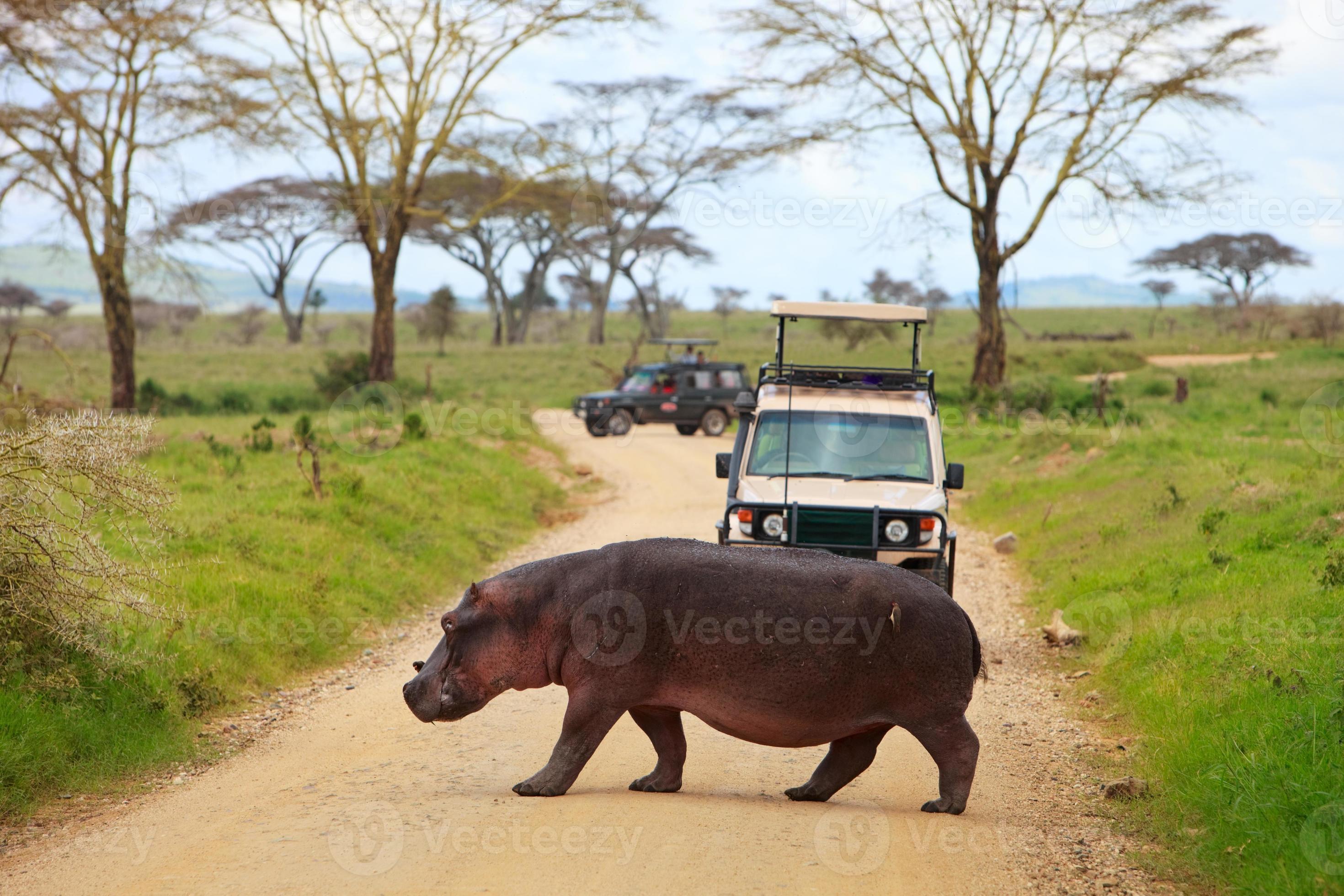 cruce de hipopótamos frente a jeep turístico foto