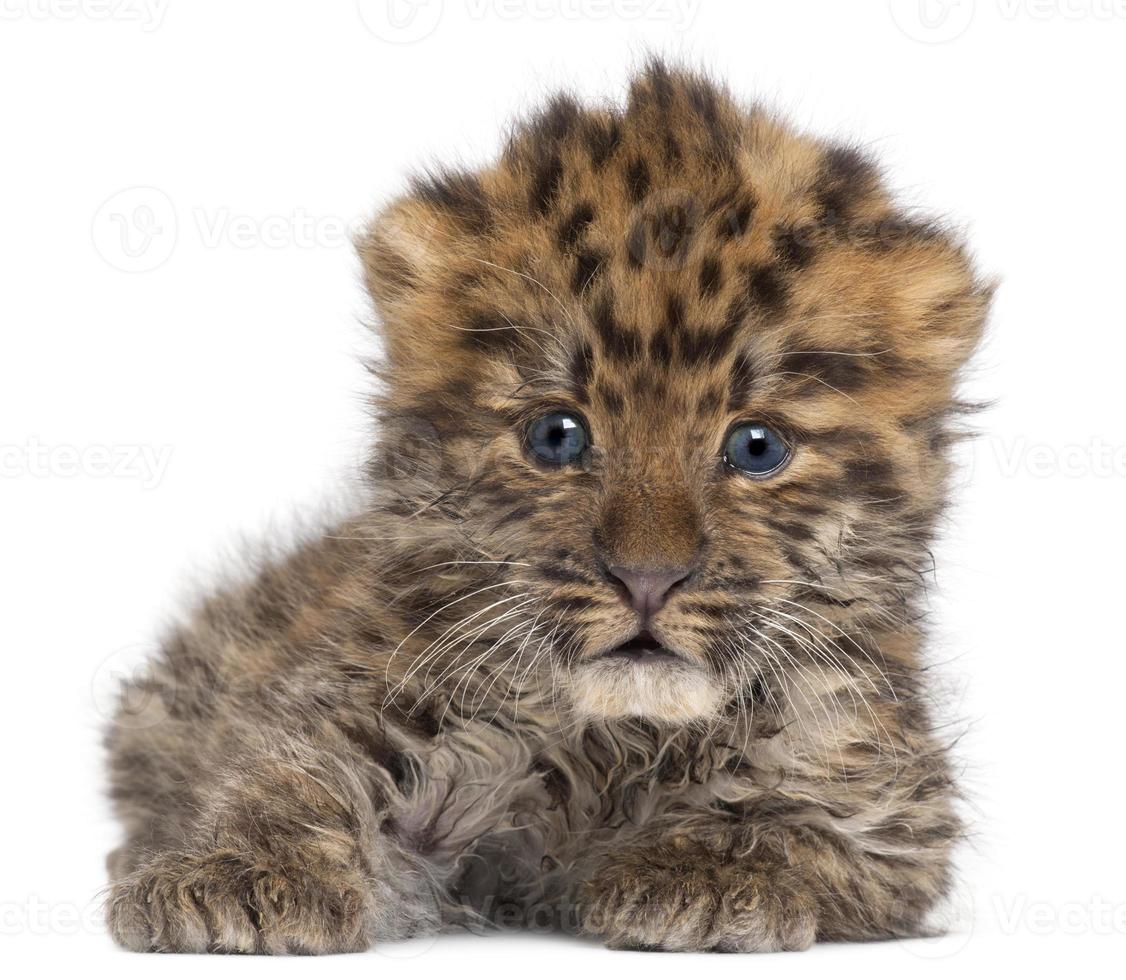 Amur leopard cub, Panthera pardus orientalis, 6 weeks old photo