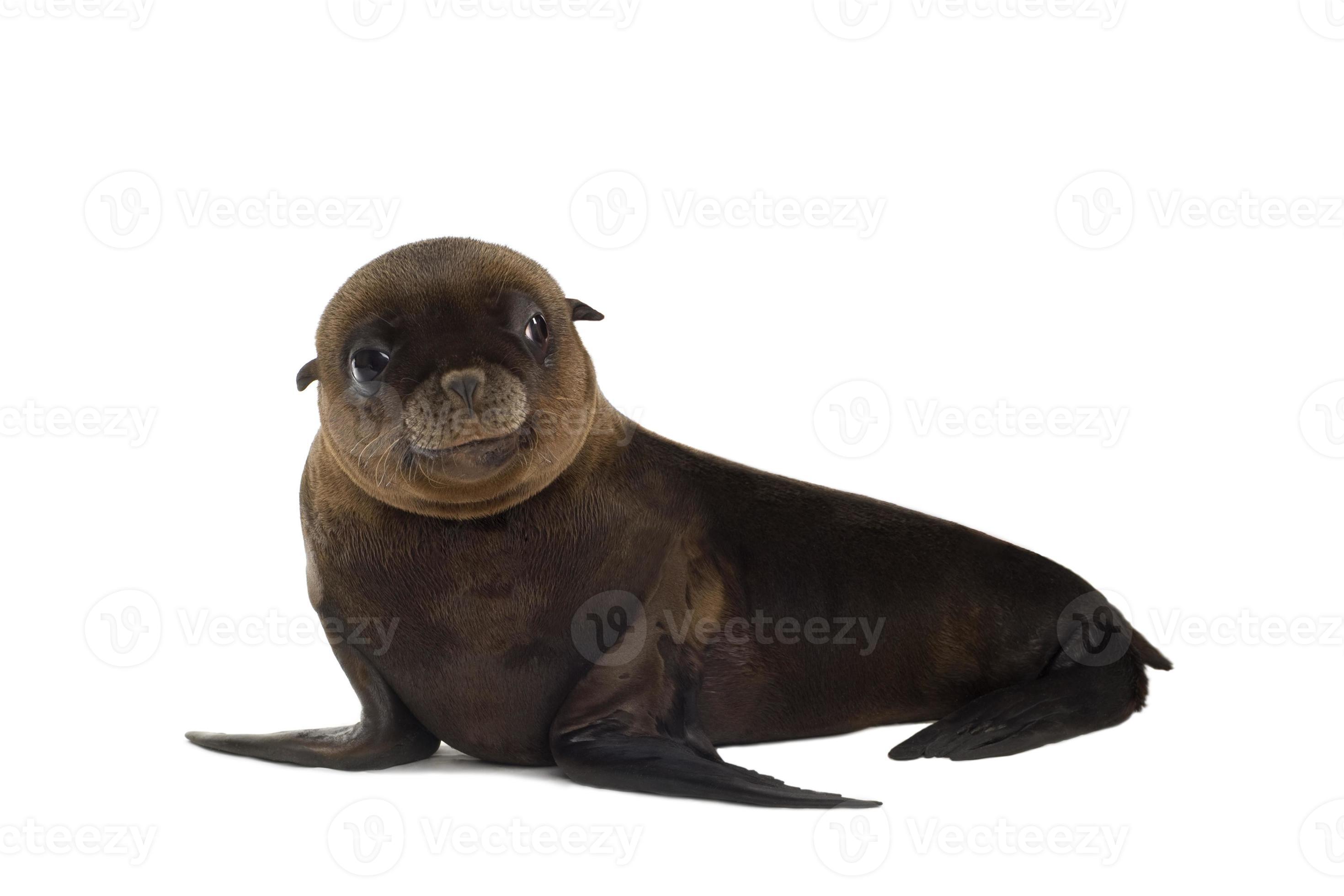 white sea lion