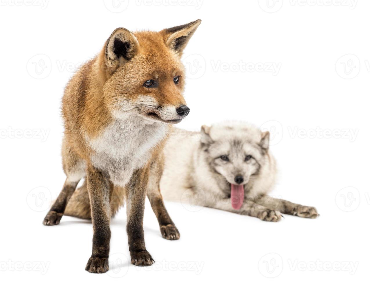 Red and artic fox next to each other photo