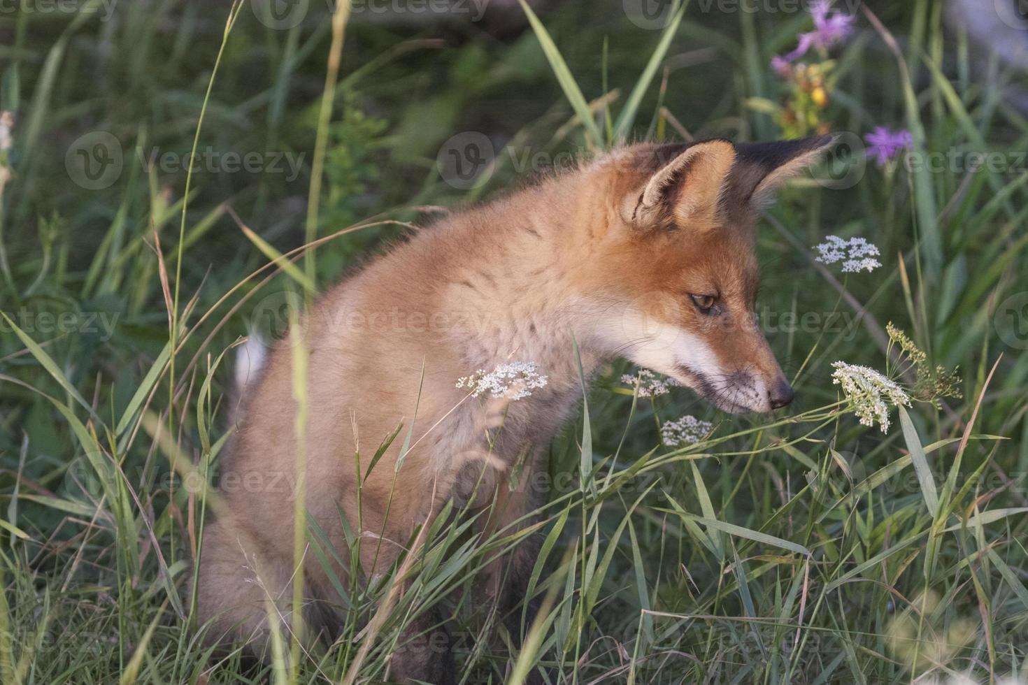 Fox-cub in meadow photo