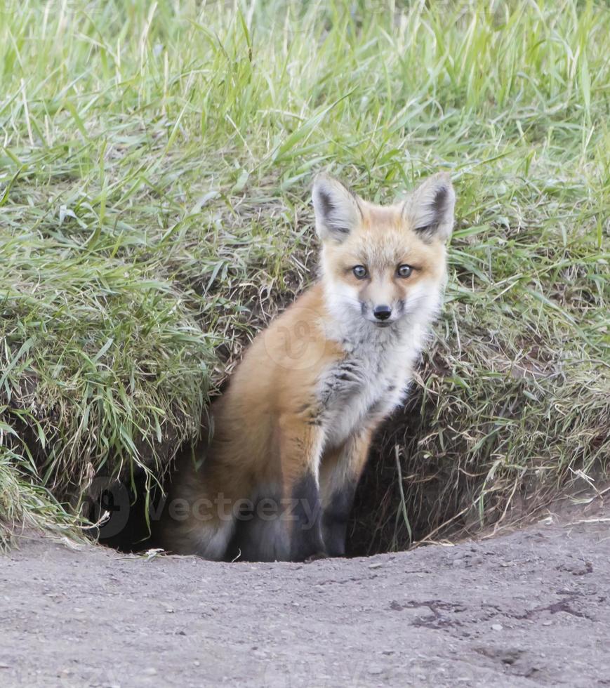 Red Fox Kit in Black Fox Hole photo