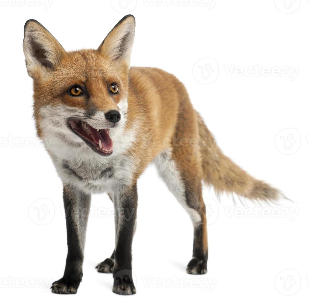 Red Fox, four years old, standing, white background. photo