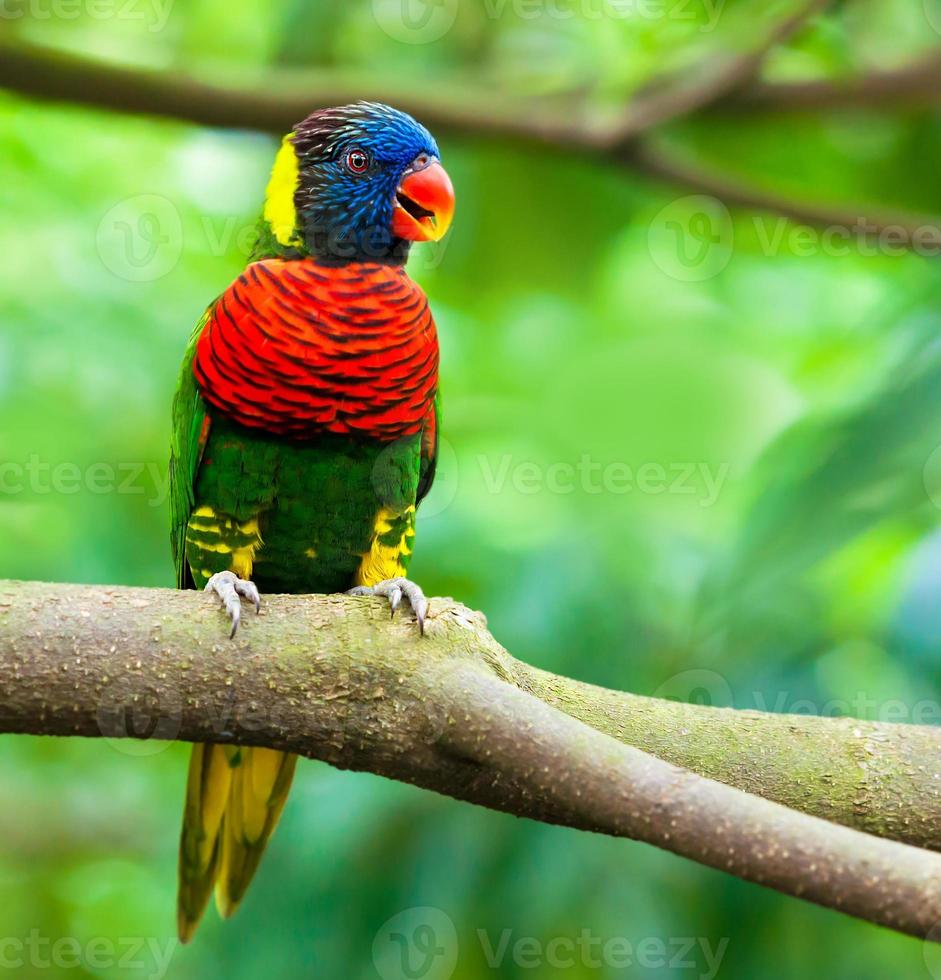 Exotic parrots photo