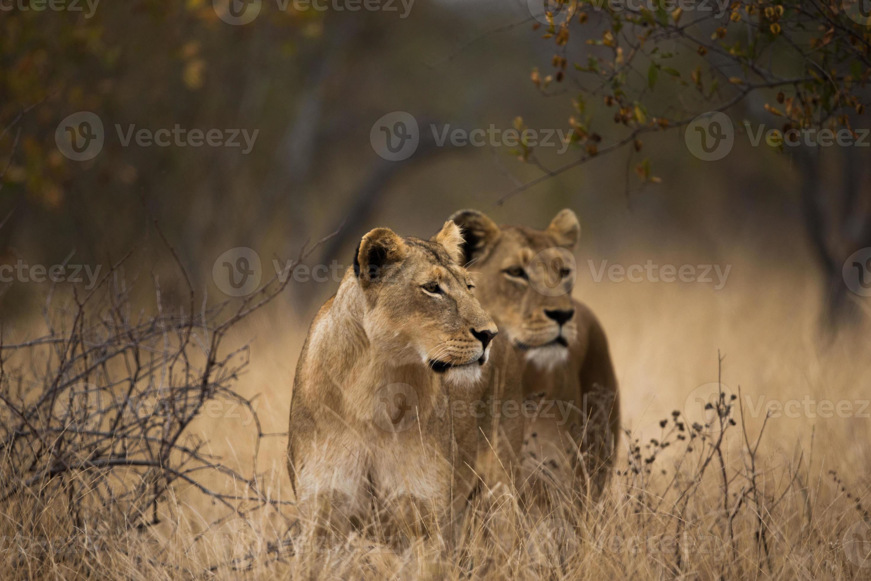 Lionesses On The Lookout Stock Photo