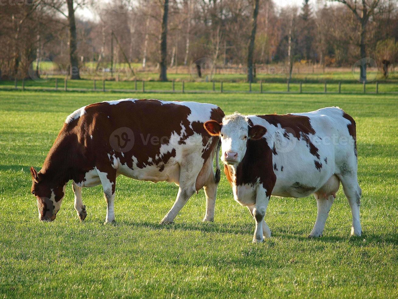 cows 845939 Stock Photo at Vecteezy