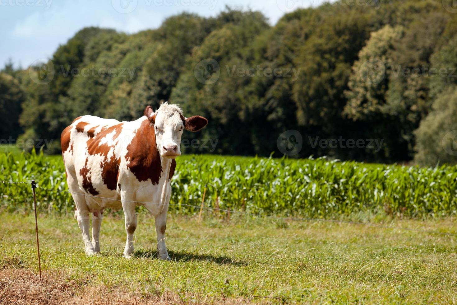 Cows photo