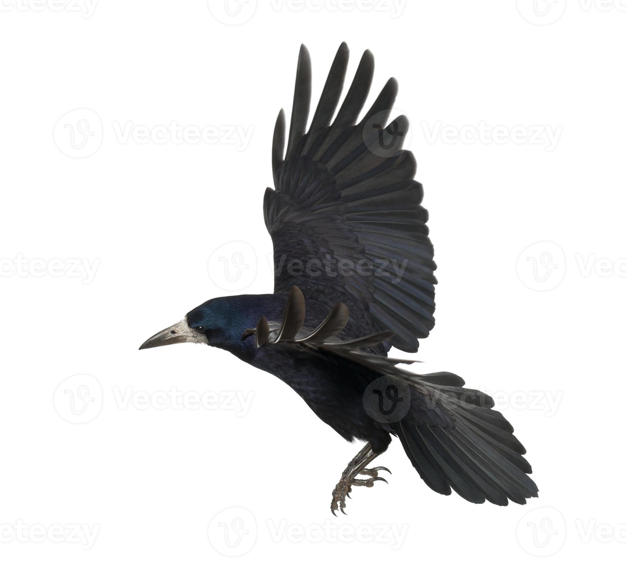 Rook move hi-res stock photography and images - Alamy