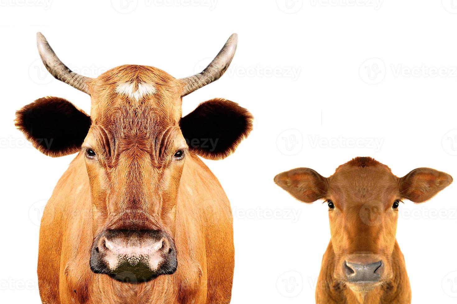 brown cows photo
