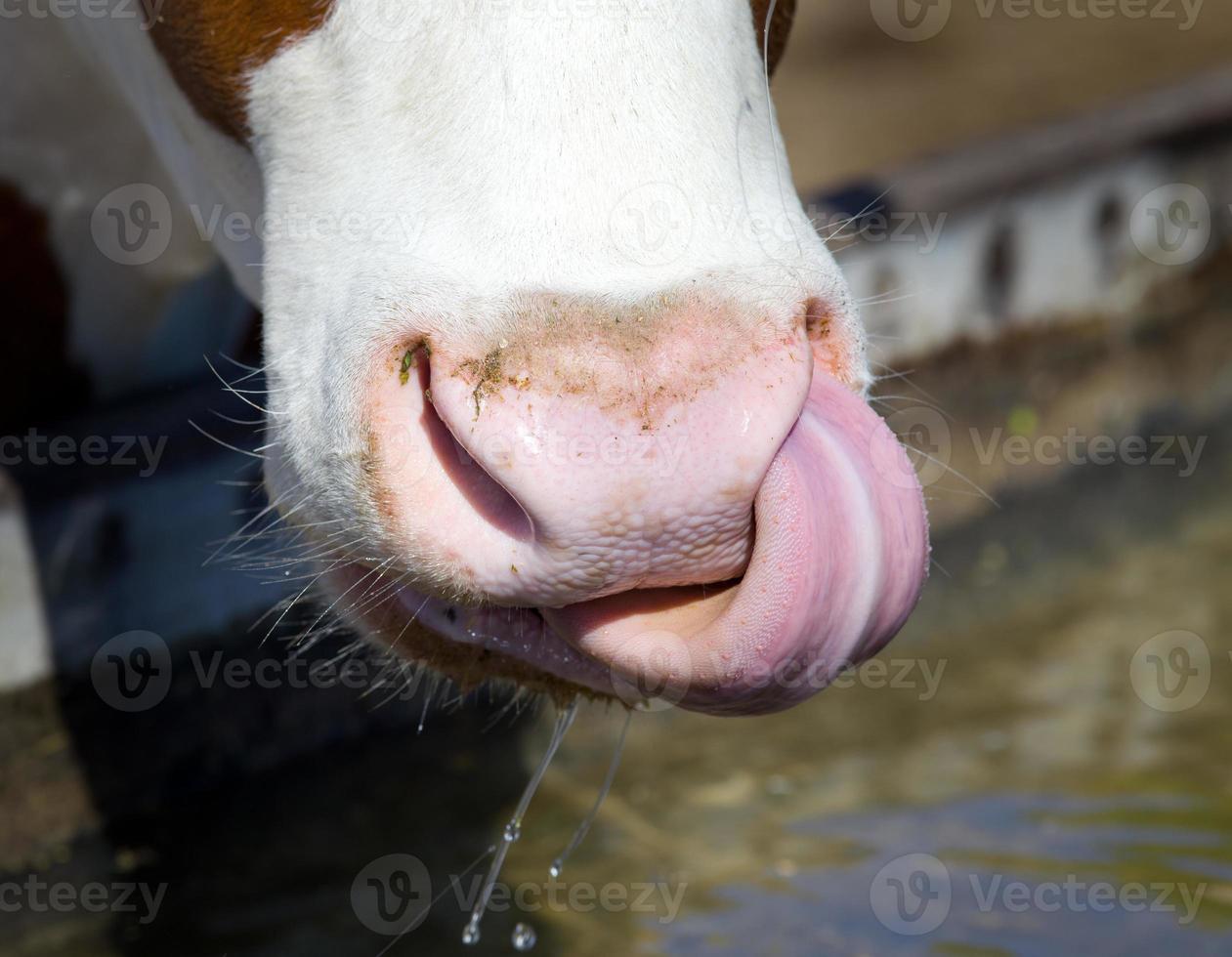Cow's tongue photo