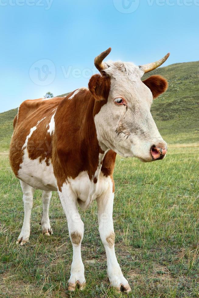 Simple cow photo