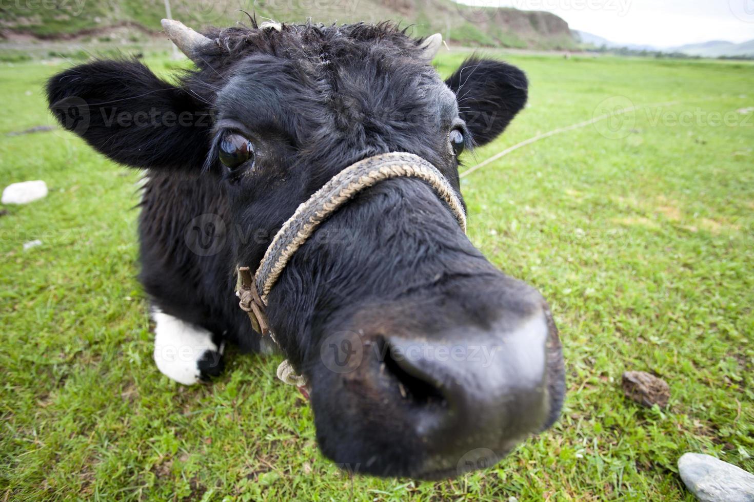 Curious Cow photo