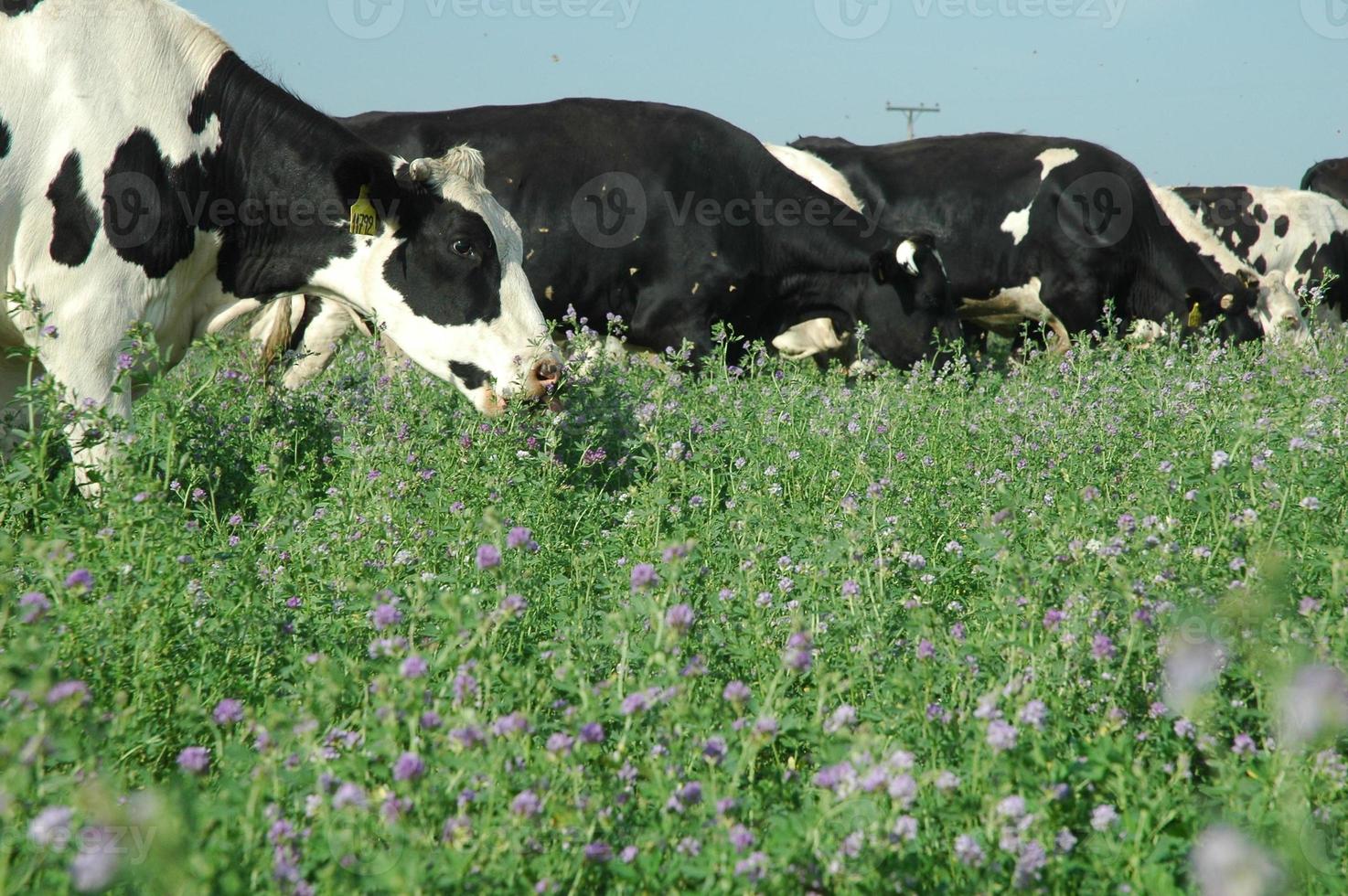 vacas lecheras en pastura photo