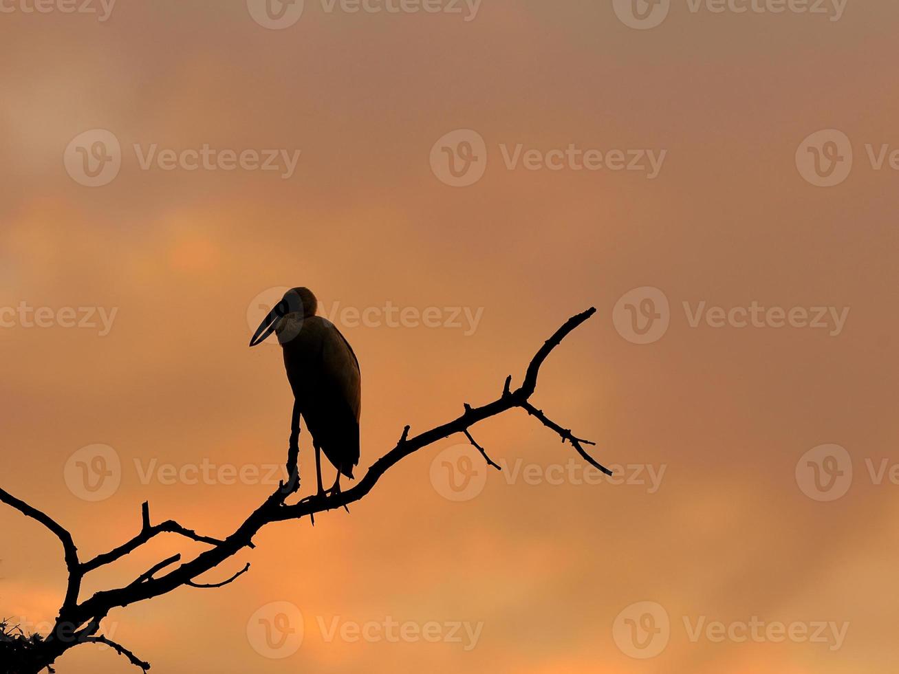 Silhouette bird at sunset photo