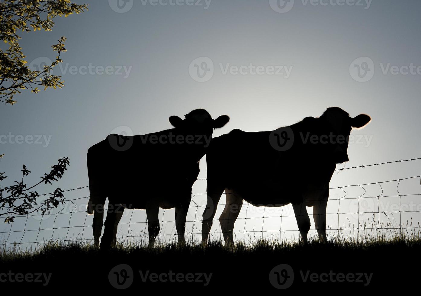 Pair of Friesian cattle photo