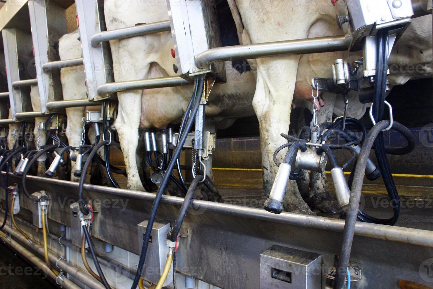 Cows - milking parlour photo