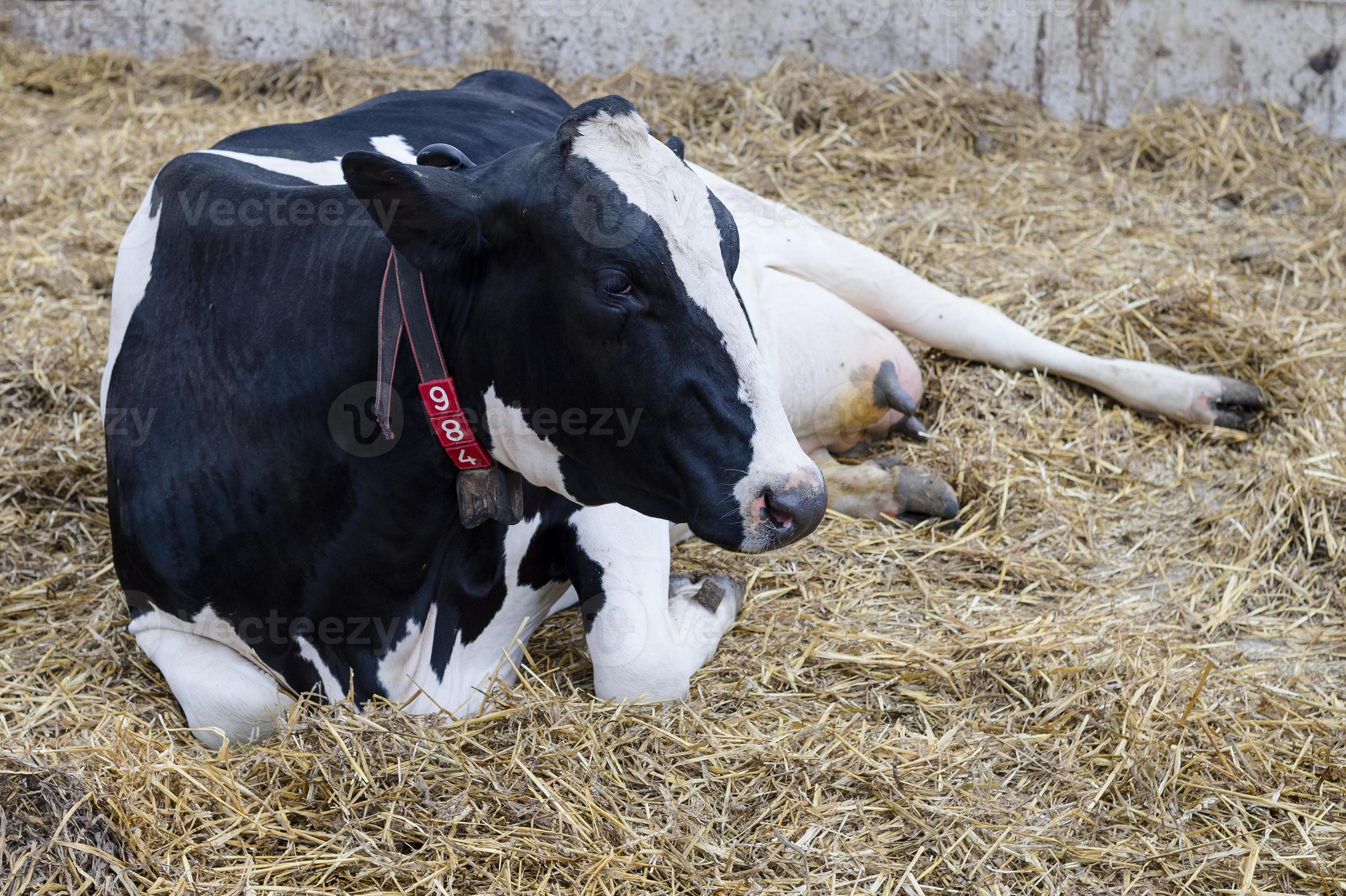 Cow lying down 846242 Stock Photo at Vecteezy