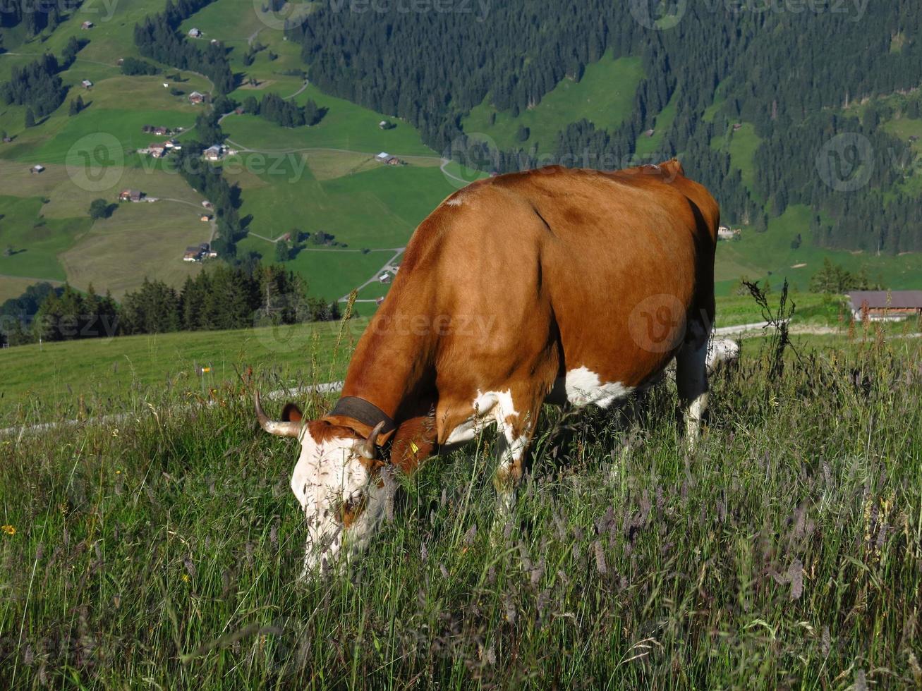 vaca suiza pastando foto