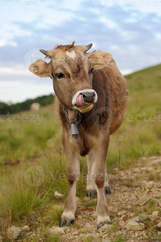Cow in nature photo