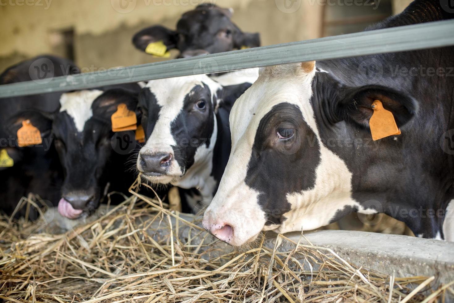 Cows in farm photo