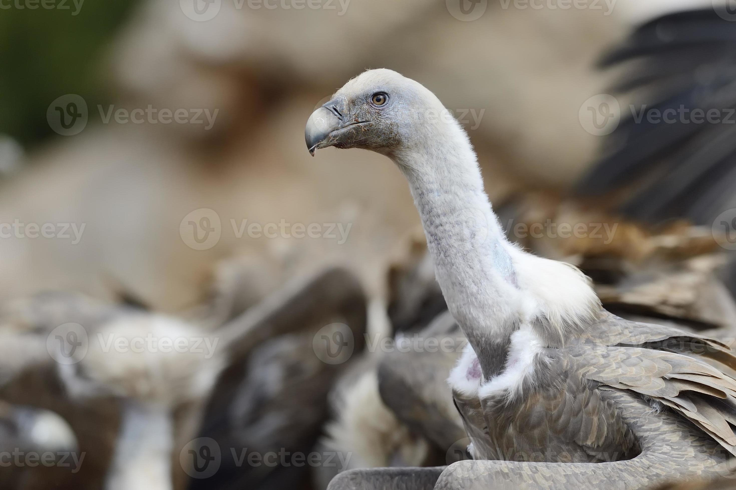 Griffon vulture portrait with others in background photo