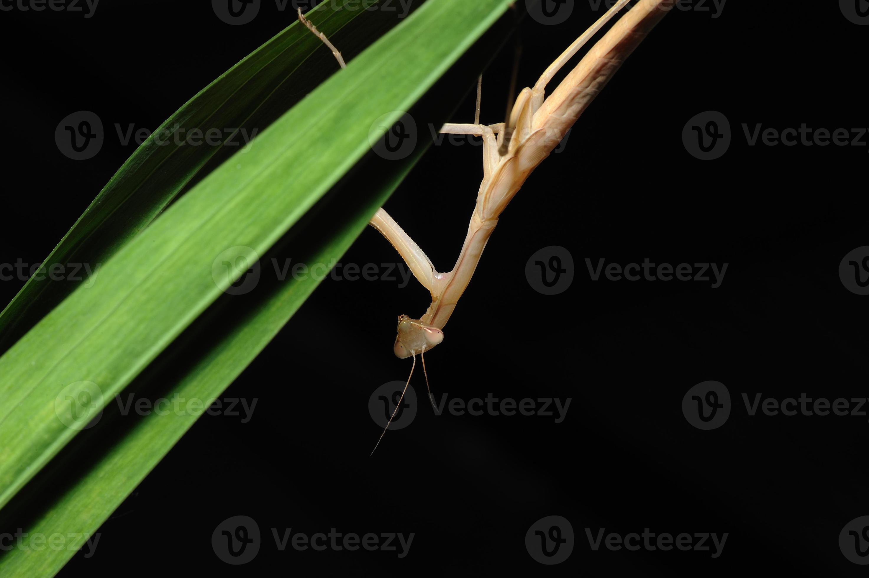 Mantis religiosa foto