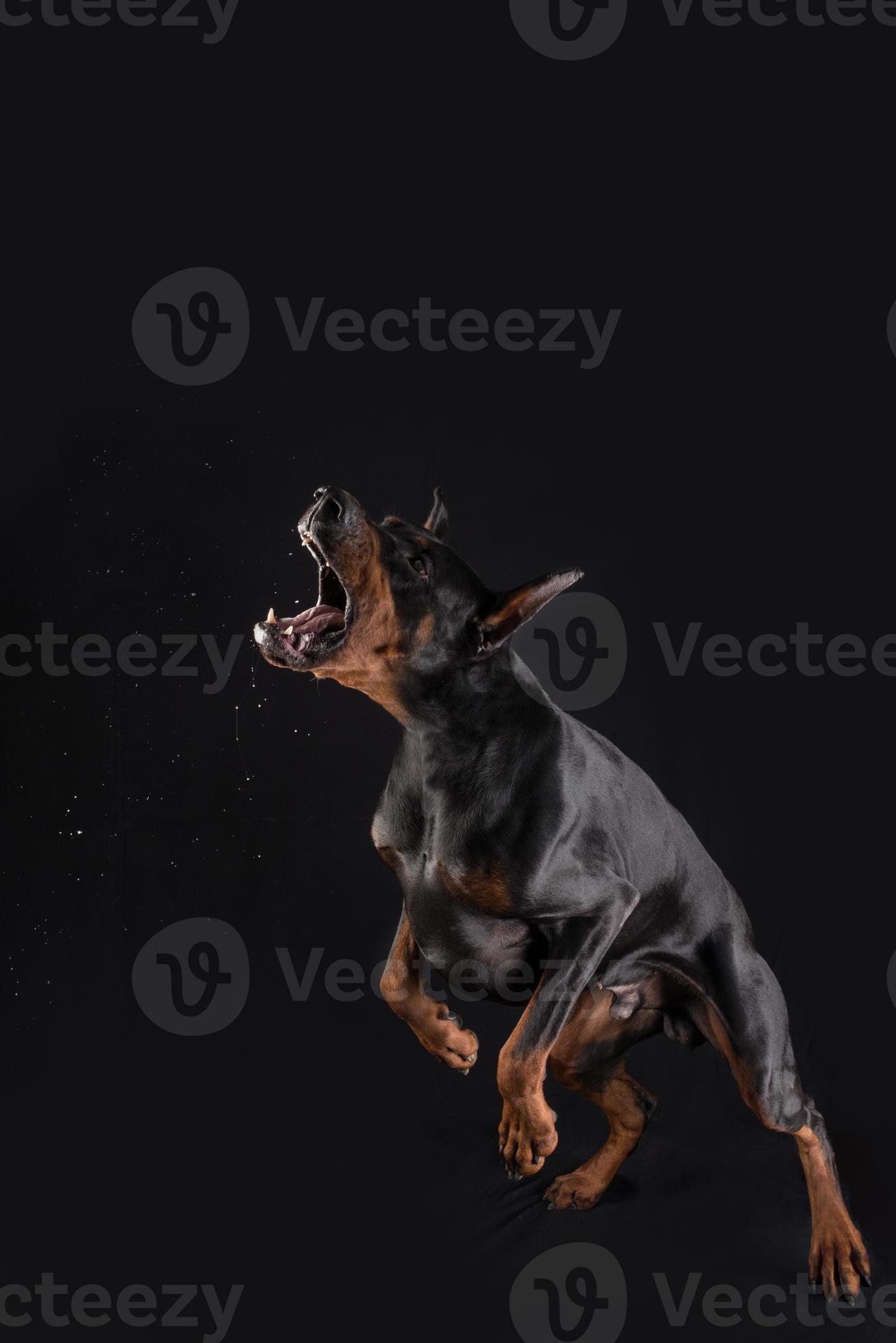 Doberman is attacking and barking 846336 Stock Photo at Vecteezy
