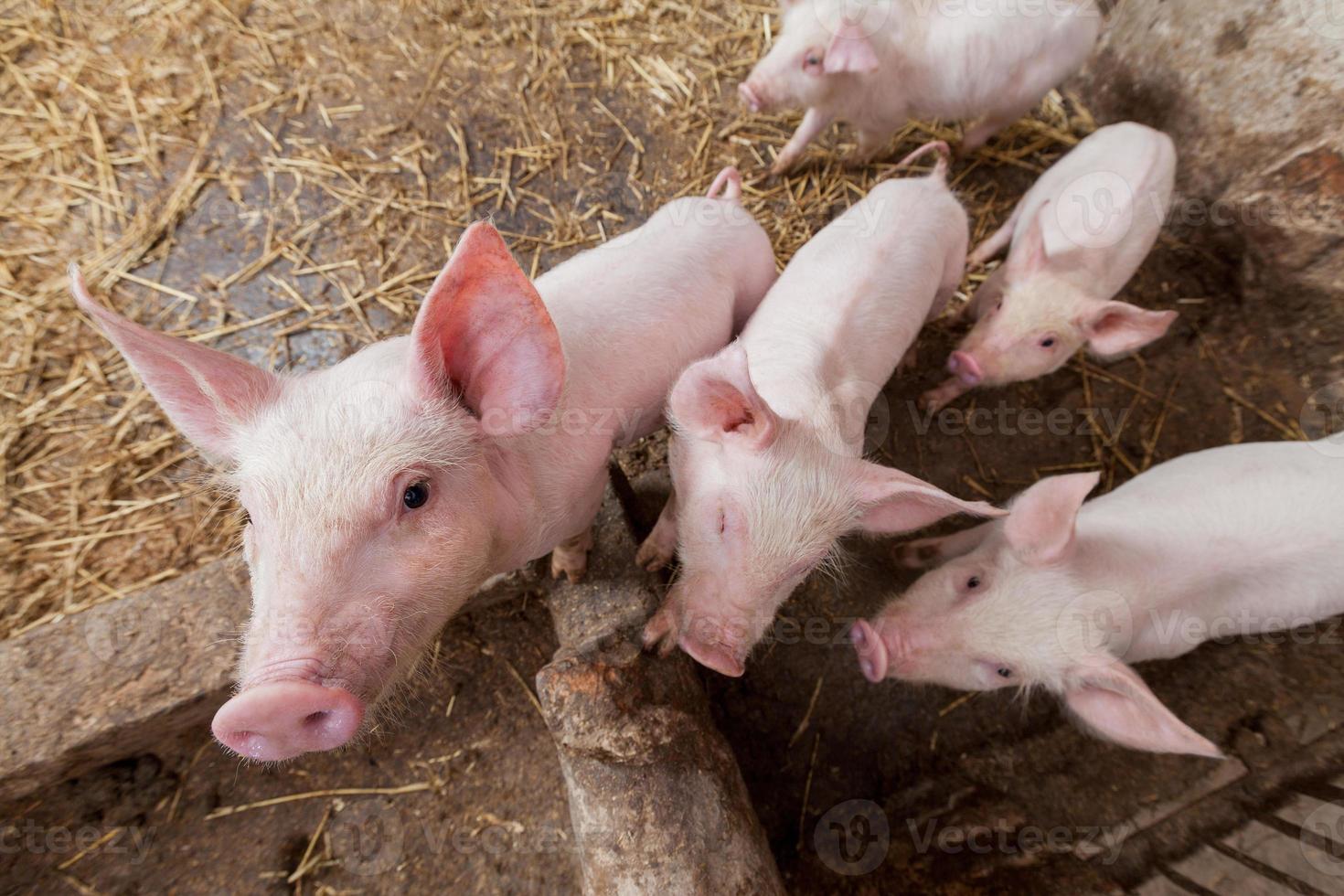 Pig farm photo