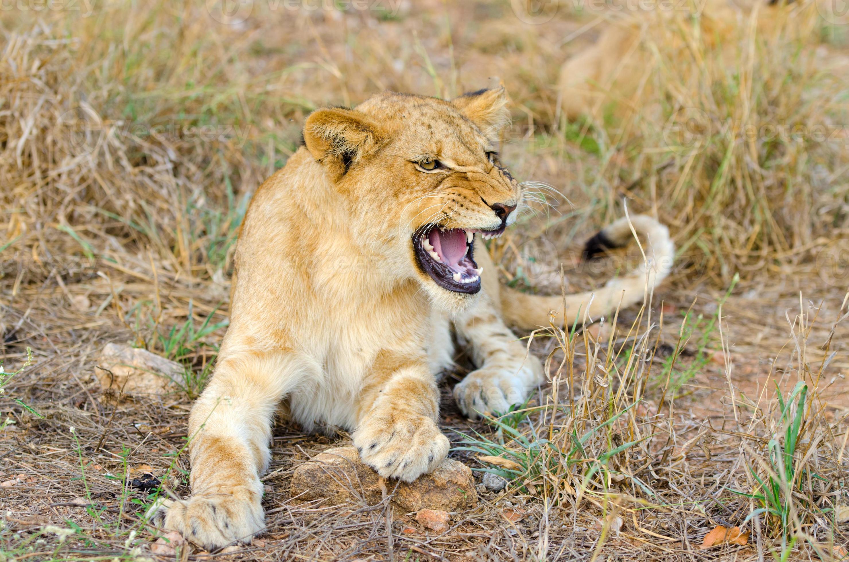 Lion Cub Growling- South Africa photo