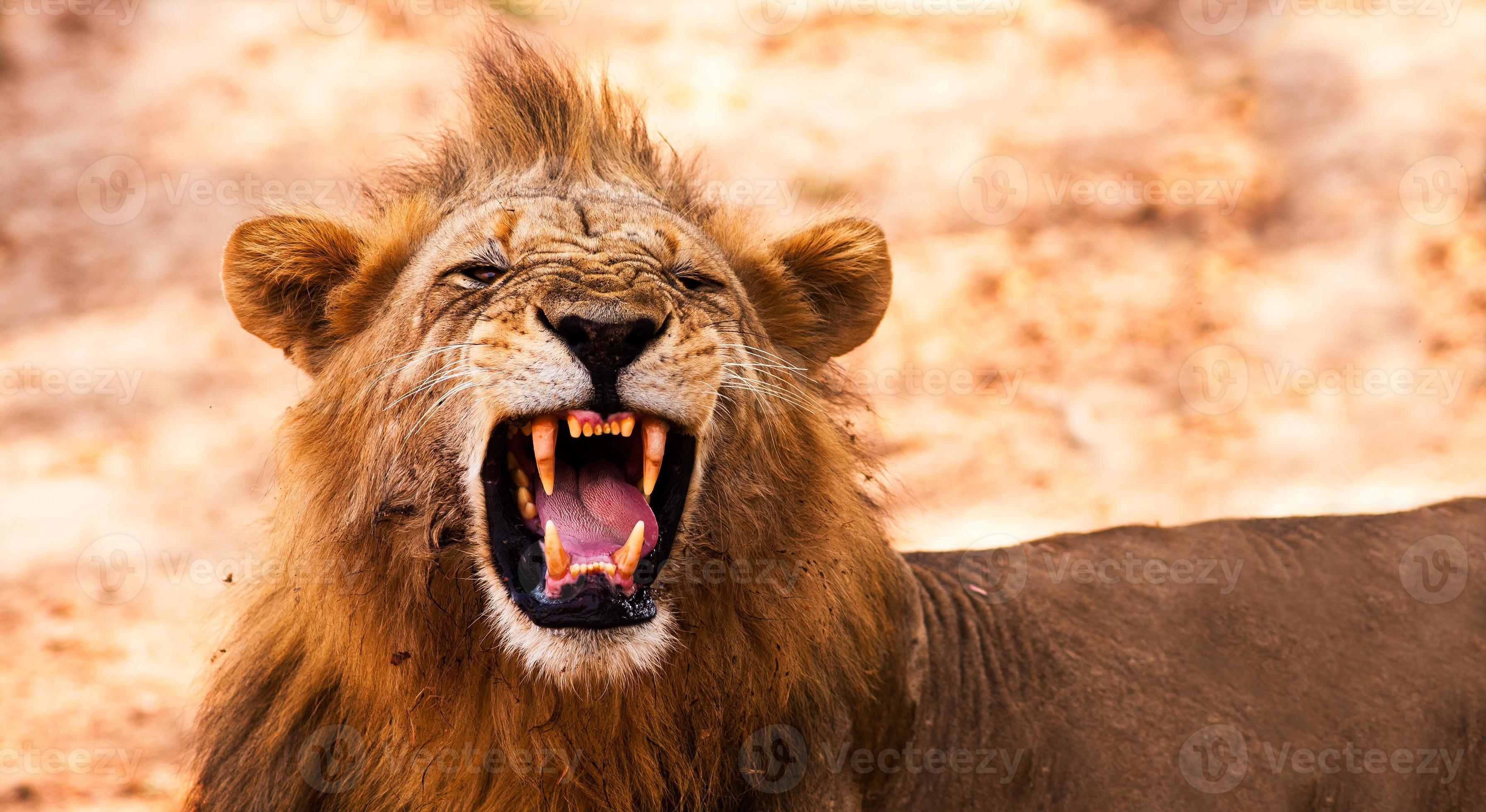 Lion Displaying Teeth 846372 Stock Photo at Vecteezy