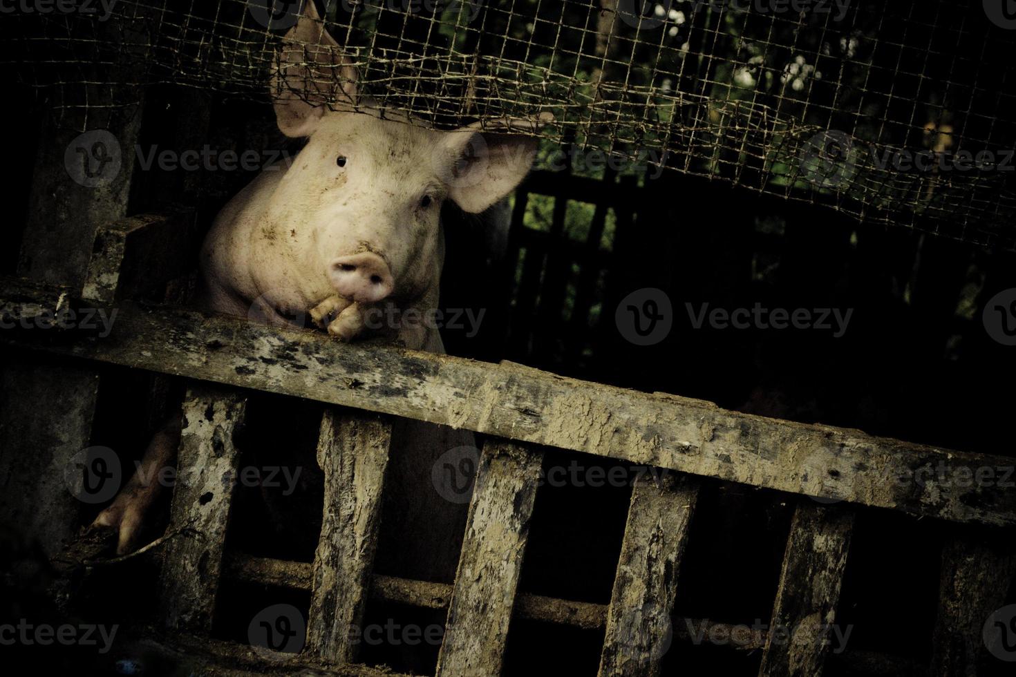 cerdo de granja de aspecto pobre foto