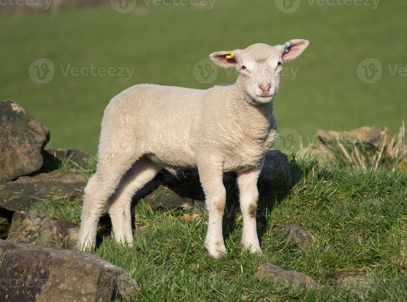 lindos corderos de primavera, west yorkshire foto