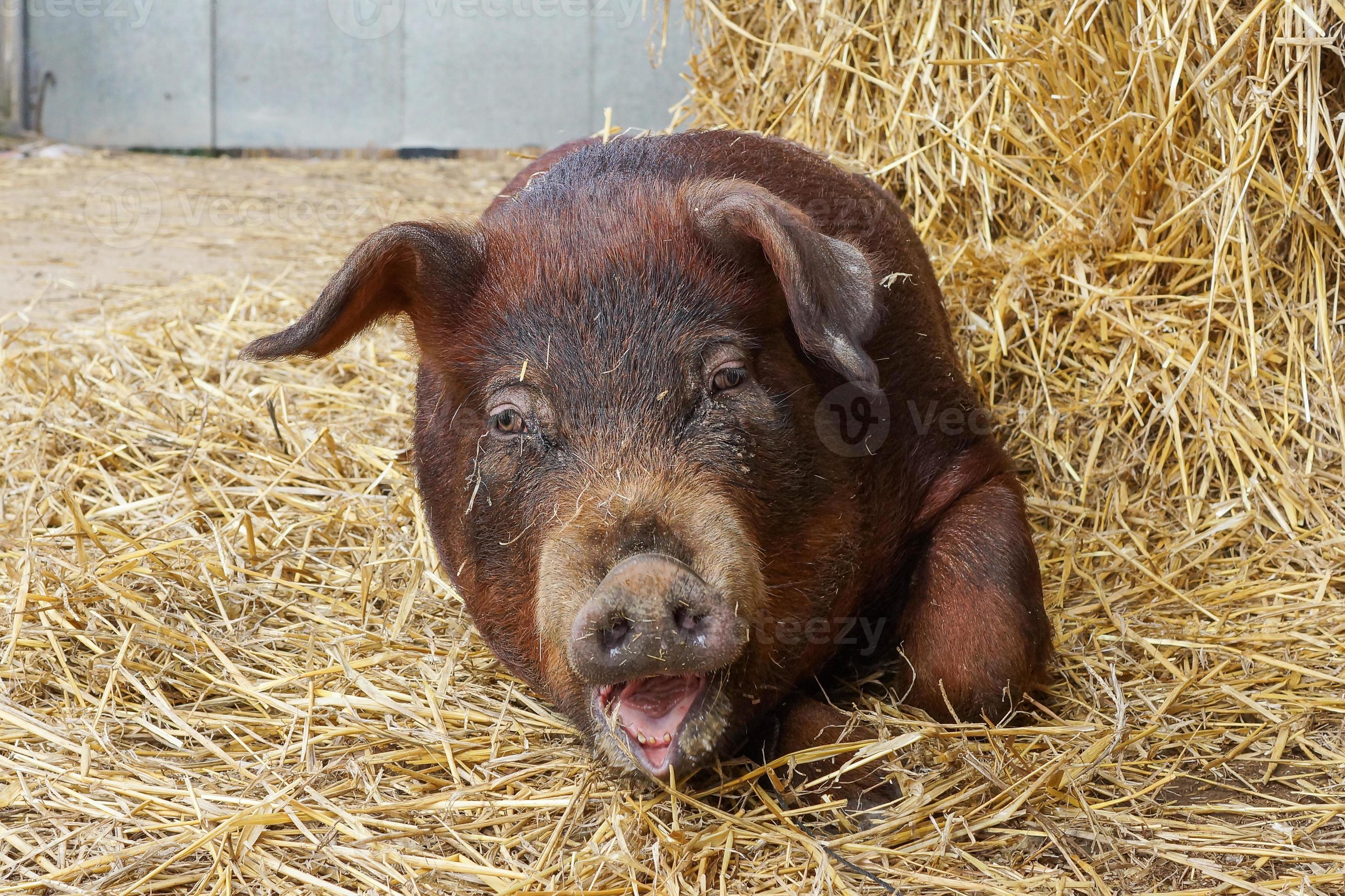 красная свинка. красная свинья. красная огненная свинья. красная свинья. свинья-копилка.
