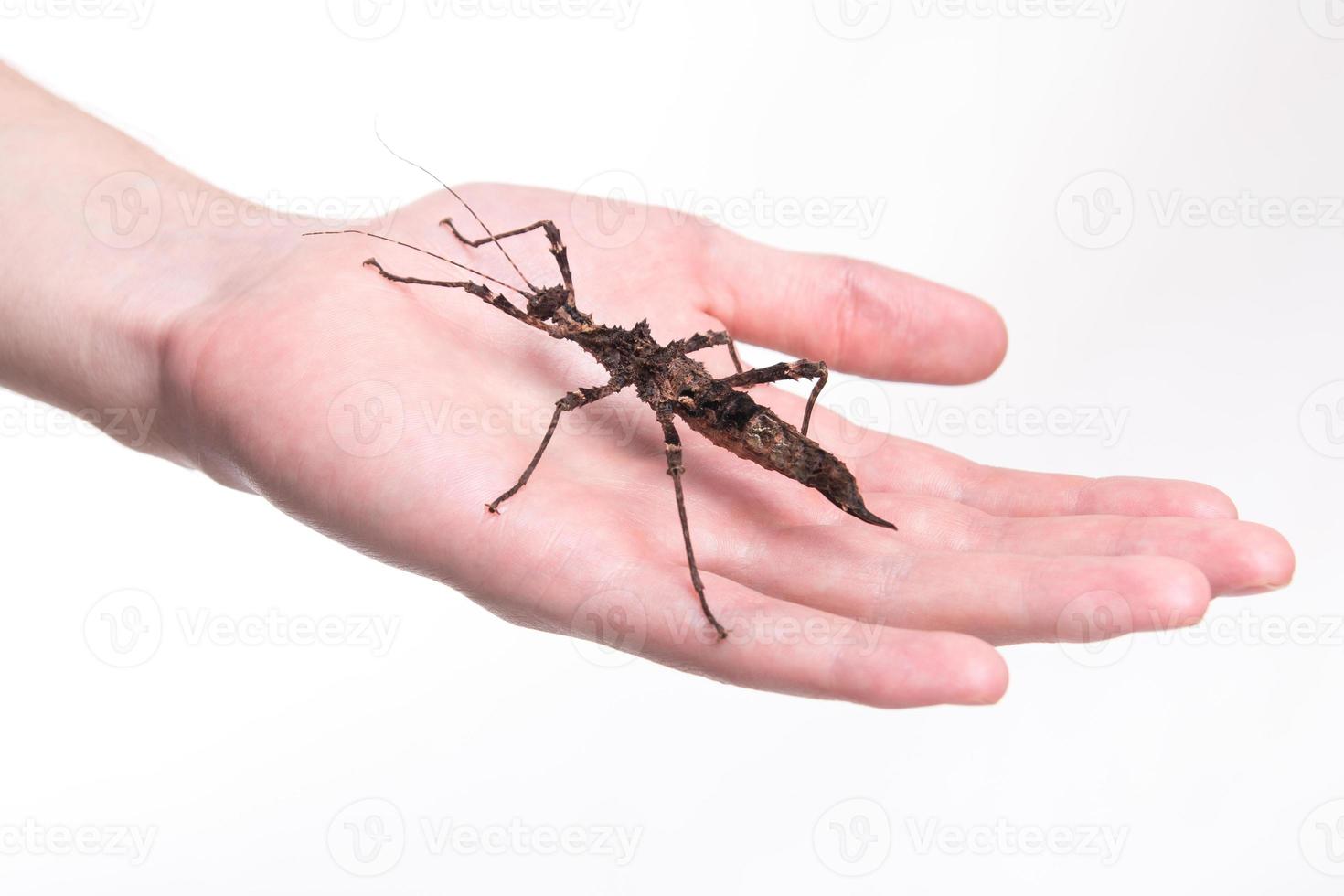 Phasmatodea - insecto palo en la mano humana foto